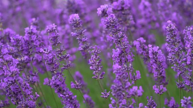 Panning shot of purple lavender flowers in bloom. Filmed in Sequim Washington on the Olympic Peninsula