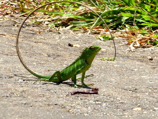 lagarto de cola larga