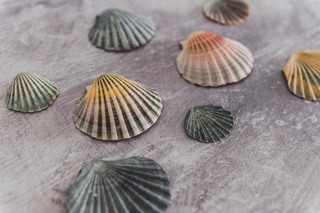 group of colorful seashells on gray background