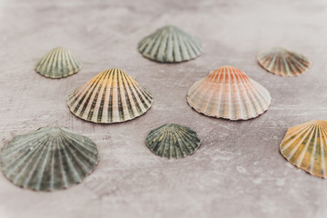 group of colorful seashells on gray background