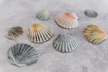 group of colorful seashells on gray background