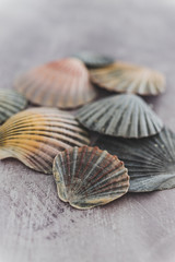 group of colorful seashells on gray background