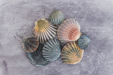 group of colorful seashells on gray background