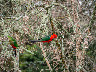 King Parrots in mossy Tree