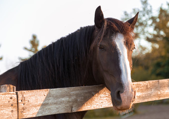 Brown Horse Standing at the Fence