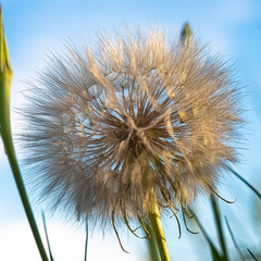 Square frame Close up of a white dandelion against green grasses and blurred sky background