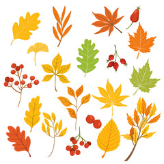 Autumnand fall seasons leaves isolated on withe background. vector