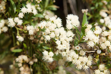 white flowers on tree 