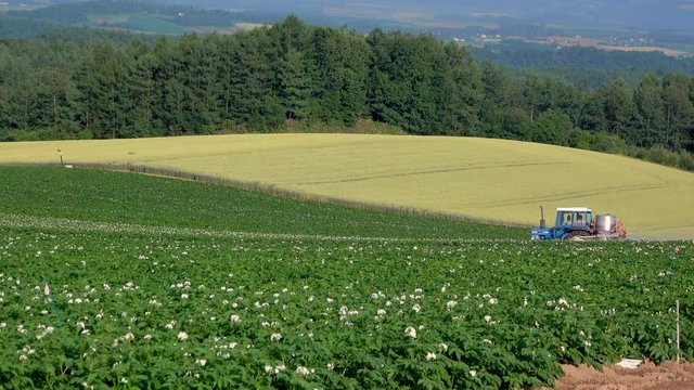 Tractor working on potato field in summer