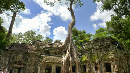 Fototapeta na wymiar tall tree at ta prohm temple near angkor wat