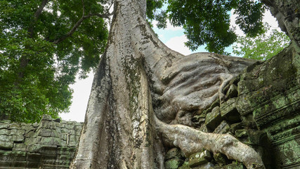 tree roots on a wall at ta prohm temple, angkor wat