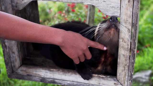 Unidentified man is stroking amazing asian palm civet (Paradoxurus hermaphroditus), animal who produces the most expensive coffee Kopi luwak