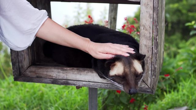 Unidentified woman is stroking amazing asian palm civet (Paradoxurus hermaphroditus), animal who produces the most expensive coffee Kopi luwak
