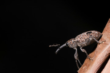The beetle of the family Curculionidae, the true weevils or snout beetles, on the banana leaf. This family houses some species responsible for causing damage to important crops around the world.
