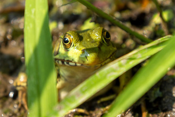 Portrait of a Smiling Northern Leopard Frog