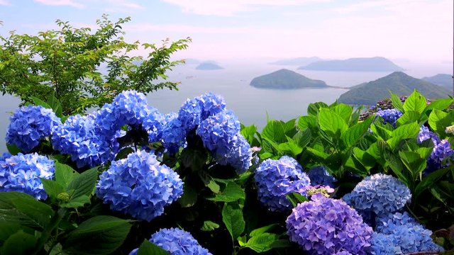View of Hydrangea and Seto Inland Sea, Mitoyo, Kagawa, Shikoku, Japan