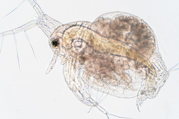 Water flea (Daphnia magna) is a small planktonic crustacean undermicroscope view.