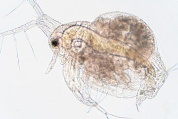 Obraz premium Water flea (Daphnia magna) is a small planktonic crustacean undermicroscope view.