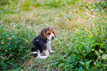 A cute beagle puppy sitting on the wild flower field.