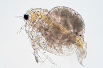 Water flea (Daphnia magna) is a small planktonic crustacean under microscope view.