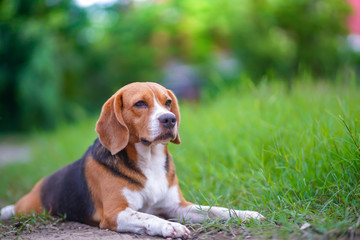 A cute beagle dog lying outdoor on the green grass field.