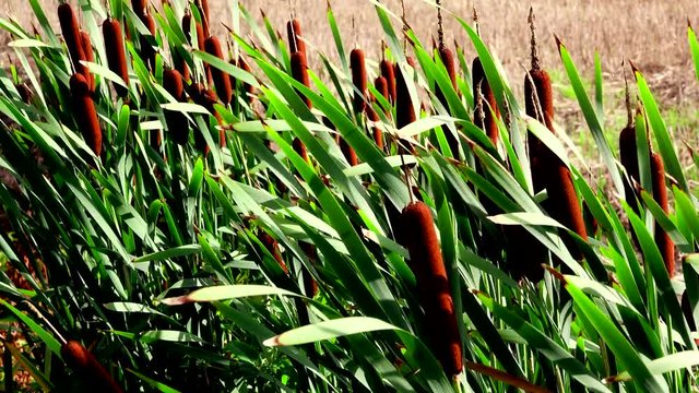 Close up of bulrush swaying in wind