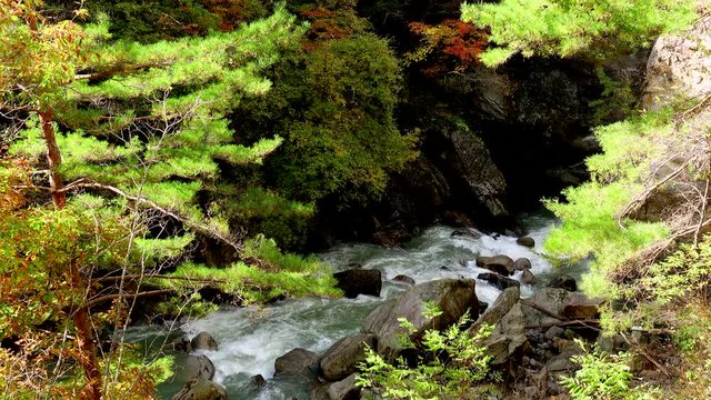 River in forest, Chikukita Village, Eastern Chikuma County