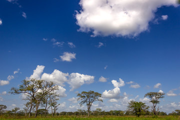 tree and blue sky