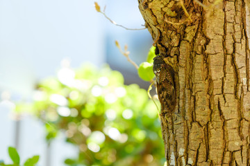 Obraz premium 庭の木に止まっている蝉