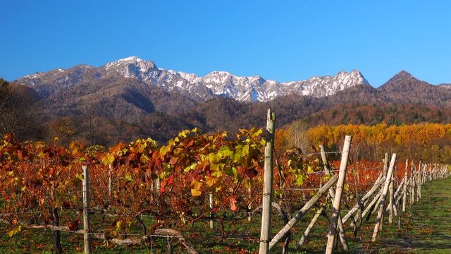 Yubari Mountains and vineyards, Furano, Hokkaido, Japan