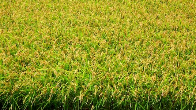 Field of rice swaying in wind