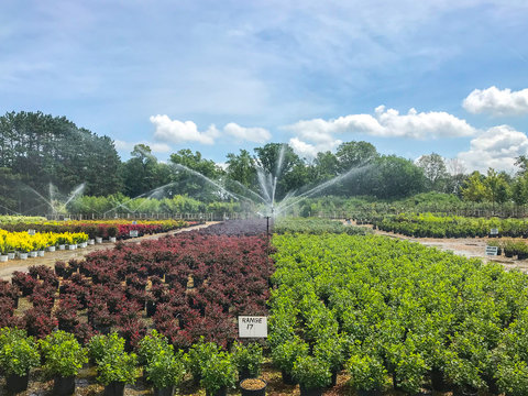 Irrigating Shrubs at a Garden Center