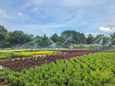 Irrigating Shrubs at a Garden Center