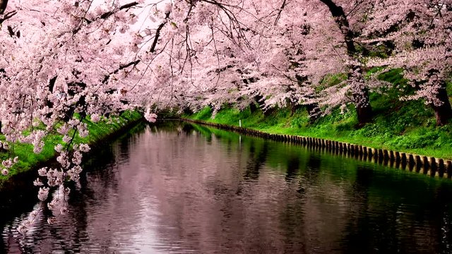 Cherry blossom in Hirosaki Park, Hirosaki, Aomori Prefecture, Japan