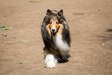 The Shetland Sheepdog is essentially a smaller version of a Rough Collie
