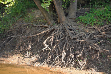 Tree Roots