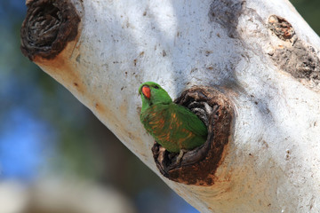scaly-breasted lorikeet queensland australien