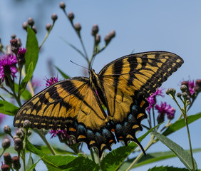 Swallowtail Butterfly Up Close