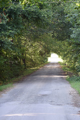 Tree Lined Country Road