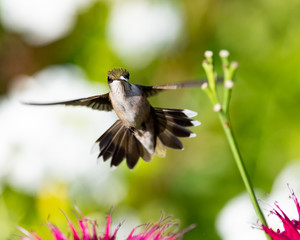 hummingbird in flight
