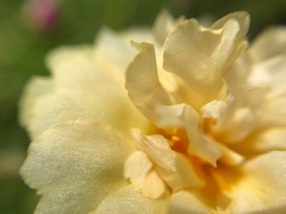 Fototapeta na wymiar macro shot of flower