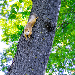 Fototapeta premium Squirrel on a tree looking straight into the camera