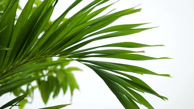 Palm leaves motion by natural wind in 4K slow motion