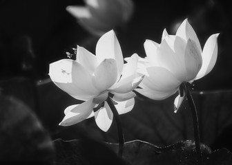 White lotus blooming