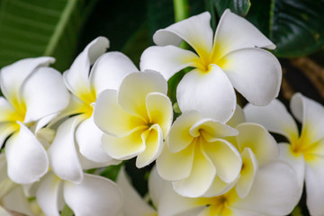Obraz na płótnie Canvas white plumeria rubra flowers on tree,Frangipani Spa Flowers background