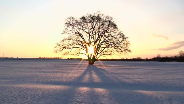 Zoom out of tree in snowfield at sunrise