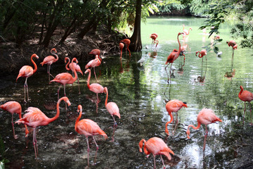 One of the most beautiful birds in the world (Flamingo)