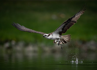Osprey with a Fish 