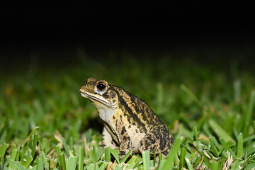 frog side view
