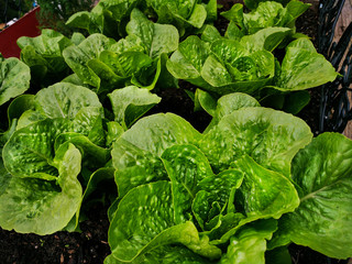 Lettuce Plant Leaves Growing in Garden Ready to Harvest